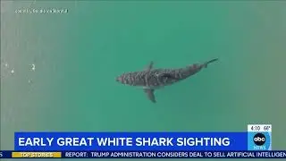 Early great white shark sighting near Montauk, New York
