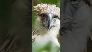 PHILIPPINE EAGLE 🇵🇭 VS BALD EAGLE 🇺🇸 #shorts #eagles #whoisstrongest #usa #philippines