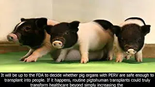 Genetically engineering pigs to grow organs for people