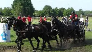 HESS Sebastian, GER, DVI Valkenswaard, CAIO4# H4, Marathon Ob8, 01 06 2019