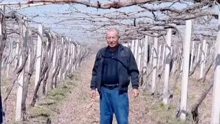 18 гектар ерда узум боғи барпо этган боғбон сирлари | Mening bog'im