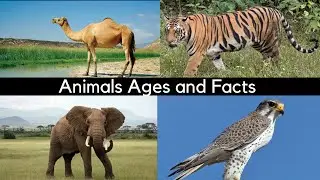 Animals Ages and Facts/Information Hub