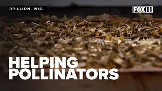 Wisconsin manufacturer raises bees on its property, supporting pollination and honey production