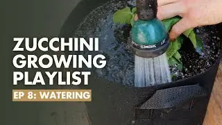 (Ep8) Watering Zucchini 101 - Zucchini Growing Guide
