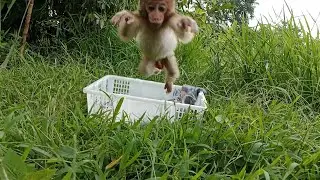 fly