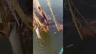 කිරි ඉබ්බා #lakefish #fishing #fishrohu