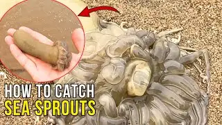 Catching Sea Creatures: How to Catch Sea Bean Sprouts with Long Tails in Sandy Beachcombing Quest!