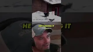 Joe Rogan Raven Story