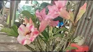 THÁI MỸ HOA SỨ đang phát trực tiếp!19/12/025 sứ thái