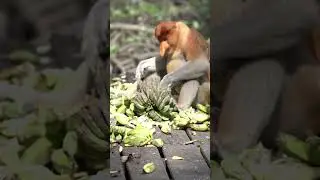 Bald Uakaris: The Fruit Fanatics!