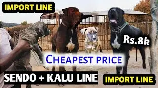 Rs.8000 मे 🔥 Both side Import bully kutta puppies for sale | Import line bully kutta