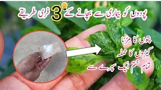 3 Best free pesticide spray for plants disease || Podon ko kiron se kese bchayen.