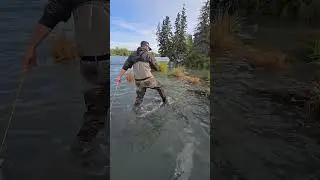 Nature's grocery store, fresh healthy salmon! This is Alaska, Heaven on earth!