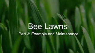Bee Lawns Part 3: An Example and the Maintenance of Bee Lawns.