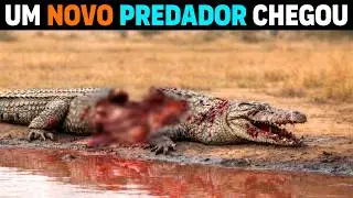 🚨 СЕЙЧАС: Кто РАЗРЕЗАЕТ гигантских крокодилов пополам в Африке?