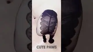 Funniest Dog video 2021| Watch Till The End 😂🐶 #dog #funny #video #creative #jordikoalitic #shorts