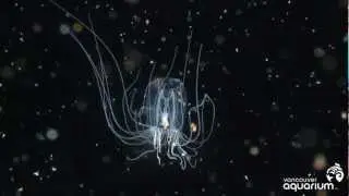 Beautiful Jellies
