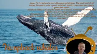 Learning about *ARCTIC ANIMALS* | Educational videos for kids