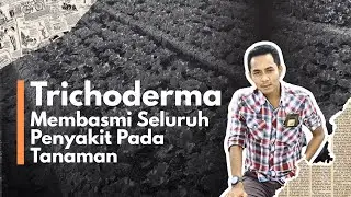 Reduce Fungicides with Trichoderma in Agricultural Land: Fungus Enemy, Farmer's Friend, and Save ...