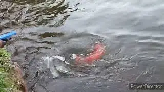 pesca de carpa colorida muito linda