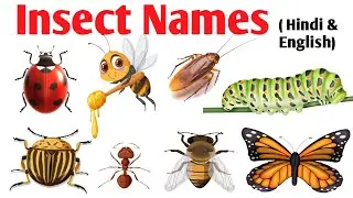 Insects Name for Kids |कीडे मकोडे के नाम Learn 20 Bug Names in English  | CleverToon