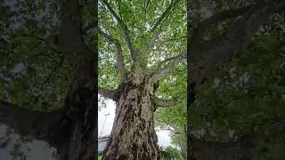 Platanus acerifolia  Pl&aacute;tano London Plane  en Trento Italia