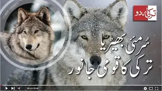 Gray Wolf: The National Animal of Turkey | Turkey Urdu