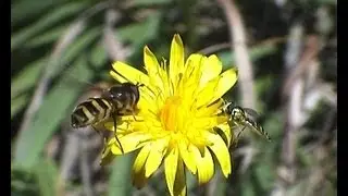 Pestřenky Syrphus torvus a Sphaerophodia scripta