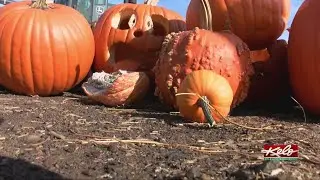 7 tons of pumpkins went to landfill last year