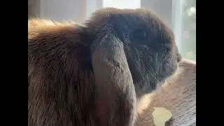 mocha eating a bay leaf #asmrsounds #morefood 
