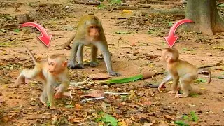 The MOST Adorable Monkey Antics Caught on Camera EVER! Watch Them Play Happily Together!