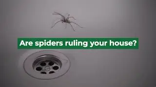 We Are Your Sacramento Spider Exterminator