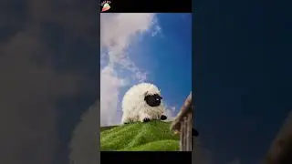 Cute Valais Blacknose Sheep Stuffed Animal Plush Toys