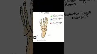 Intrinsic muscles of the foot - 1st layer