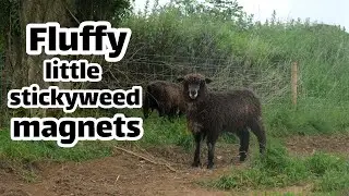 I have become a sheep dad