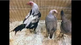 Moderne Englische Zwergk&auml;mpfer, Modern Game Bantam, National Poultry Show