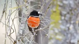 Australia Part 43: birding Stirling Range Retreat and along the way to Perth & leaving WA, Oct 21-22