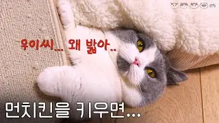 먼치킨과 랙돌의 케미? | 티셔츠 속으로 들어온 고양이 | 도파민 폭발!! 캣닢은 안전한가?
