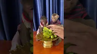 Every fruit bite = one happy monkey grin 🍎😊 #MonkeySmile #HappyMonkey