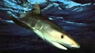 Save The Sharks