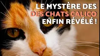 D&eacute;couvrez TOUTES les L&Eacute;GENDES des CHATS CALICO (chats tricolores) 🐱🧧 | (Histoires INCROYABLES)