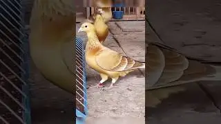 golden pigeon