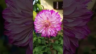 Red, Double color, yellow Dahlia in my garden🎉 #mygardentoday #trendingreels #dahlia #youtubeshorts
