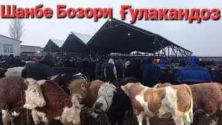 Шанбе Бозори Гулакандоз 10.01.2026г. нарху навои буқачаҳои майда ва калон дар молбозор имруз