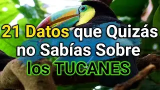 Una de las 𝐀𝐕𝐄𝐒 m&aacute;s 𝐇𝐄𝐑𝐌𝐎𝐒𝐀𝐒 que 𝐄𝐱𝐢𝐬𝐭𝐞𝐧 - &iquest;C&oacute;mo Viven los 𝑻𝒖𝒄𝒂𝒏𝒆𝒔? 🐦