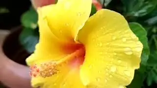 #song #flowers #rain #beautiful 