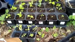 Como cultivar pimenta cambuci e outros tipos , o meu esta cheio de seus frutos