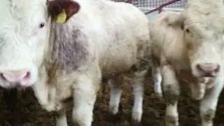 Easy calving in Scottish suckler herd
