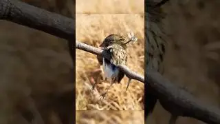 Маленькие, но очень жестокие. Знакомьтесь: 