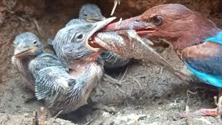 Fish Becomes a Special Meal for the Hungry Baby Kingfisher 